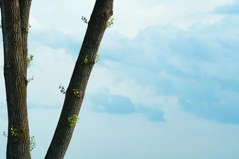 Tall tree trunks with fresh green leaves rising against soft blue cloudy sky Stock-Fotos