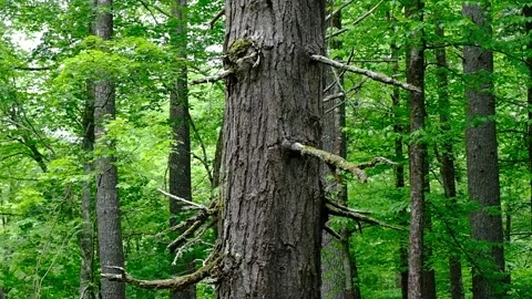 Tall Tree Trunks in Green Forest_Slow Motion Tilt Down Stock Footage 243531618