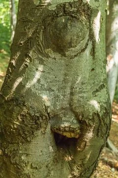 Tall tree trunks with light gray bark covered in white spots. Interwoven bran Stock Photos