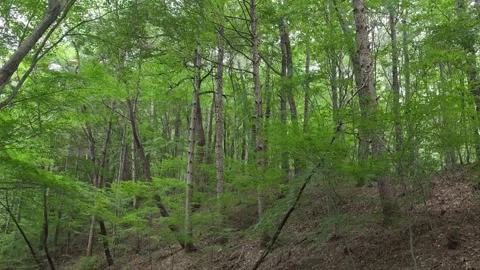 Tall Tree Trunks on Lush Green Mountain Forest Hillside Видео 344863614