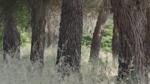 Tall tree trunks in peaceful pine forest with soft sunlight Stock Footage 338010566