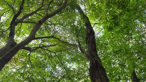 Tall Tree Trunks Rising into Lush Green Forest Canopy Vídeo Stock 344863731