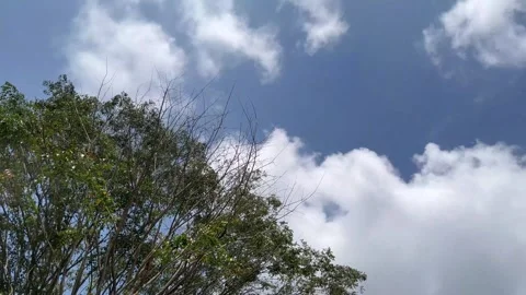A Tall Tree Under Blue Sky in a Verdant Landscape Stock Footage 310724804