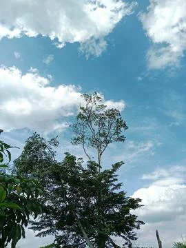 Tall Tree Under Bright Blue Sky with White Clouds Stock Photos