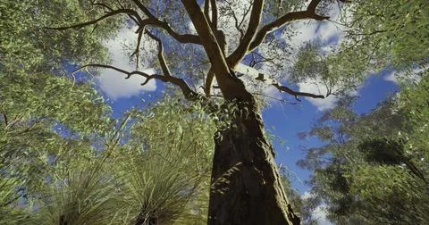 Tall tree with vibrant leaves under blue sky in a lush green forest 스톡 일러스트
