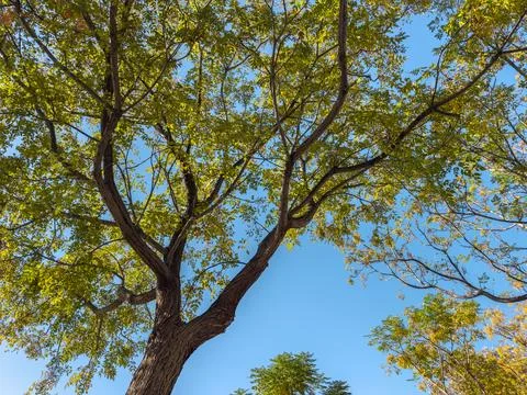 Tall tree viewed from below against bright clear sky Stock Photos