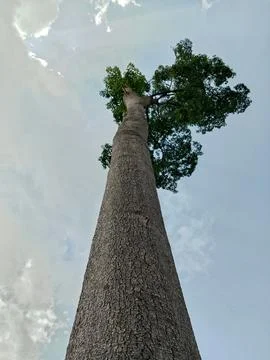 Tall Tree Viewed from Below Against Cloudy Sky Stock Photos