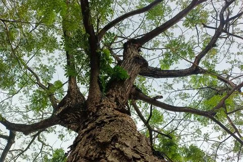 A tall tree viewed from below, with rough bark and branches full of green l.. Stock Photos