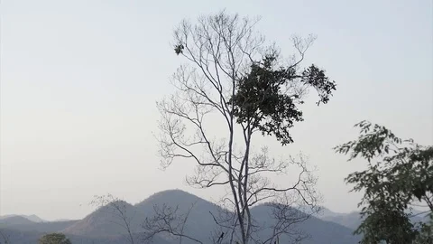 Tall Tree, Wind Blowing with Mountain Landscape  Stock Footage 103352684