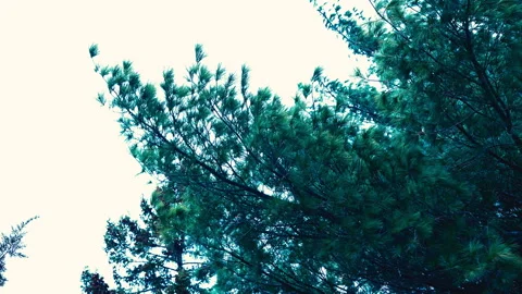 Tall tree in the wind Stock-Footage 331654972