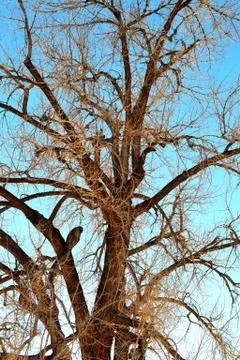 Tall Tree in Winter Stock Photos
