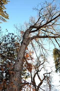 Tall Tree in Winter Stock Photos