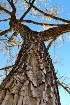 Tall Tree in Winter Stock Photos