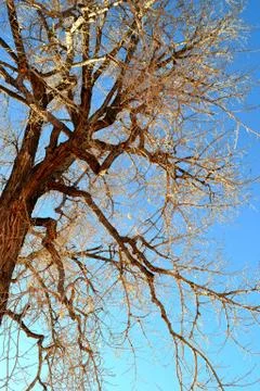 Tall Tree in Winter Stock Photos