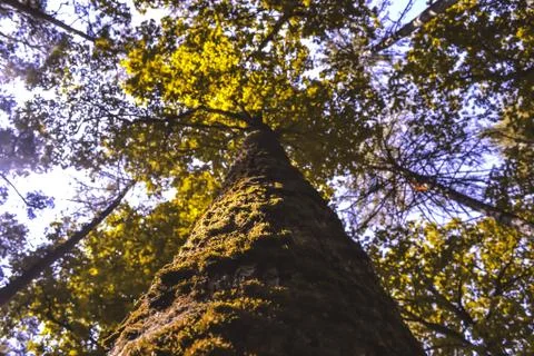 Tall tree in woods 写真素材