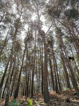 Tall Trees 1 Fotos Stock