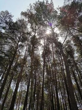 Tall Trees 2 Fotos Stock