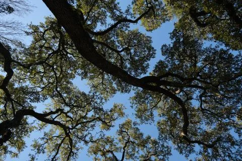 Tall trees against a bright blue sky taken on a fujifilm XT-30 Stock Photos