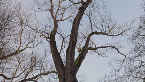 Tall Trees Against Winter Sky Stock Footage 274437136