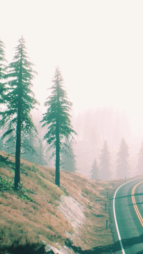 Tall trees along a winding road in a foggy landscape during daytime Stock Footage 346678583