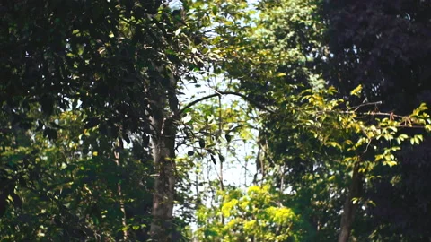 Tall trees at amazon forest and blue sky Vídeo Stock 164048768