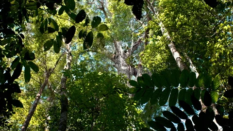 Tall trees at amazon forest and blue sky Vídeo Stock 164056399