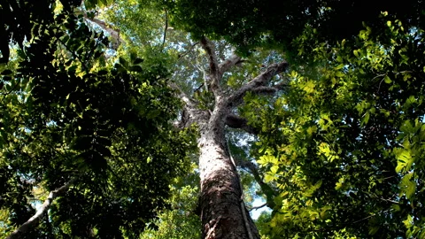 Tall trees at amazon forest and blue sky Vídeo Stock 164056831