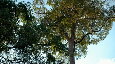 Tall trees at amazon forest and blue sky Vídeo Stock 164057247