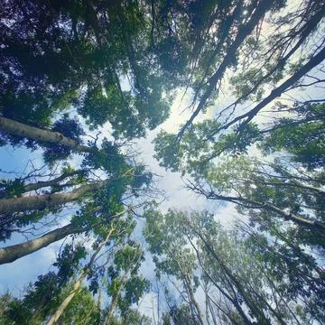 Tall trees among the clouds Stock Photos