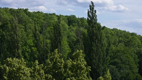 Tall Trees and Dense Forest Canopy in Summer Sunshine Stock Footage 313388735