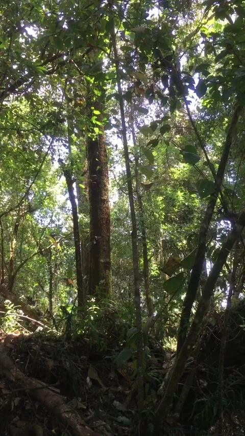 Tall Trees and Dense Green Vegetation in a Tropical Forest Видео 345082857