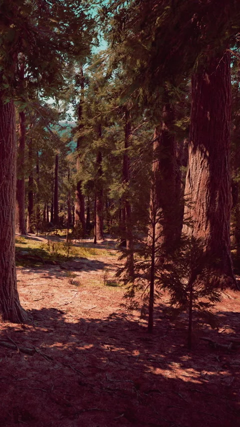 Tall trees and a dirt path in a forest during daytime sunlight Stock Footage 338416184