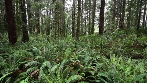Tall trees and foliage Stock Footage 78547247