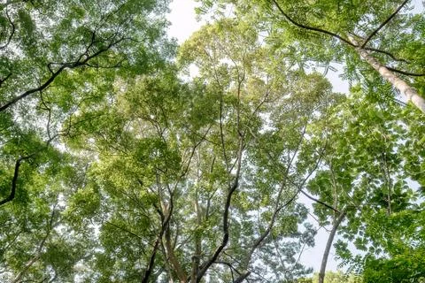 Tall Trees and Open Sky in a Tropical Forest Canopy Stock Photos