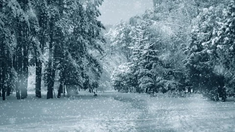 Tall trees and a path in the park with falling snow, blue color. Stock Footage 131672512