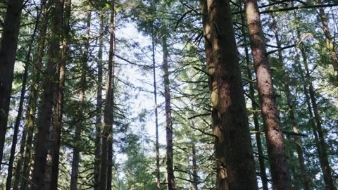 Tall Trees and Sunlight in a Dense Forest Stock Footage 255398810