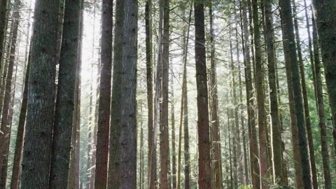 Tall Trees and Sunlight in a Dense Forest Stock Footage 255398826