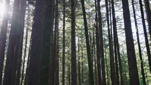 Tall Trees and Sunlight in a Dense Forest Stock Footage 255398880