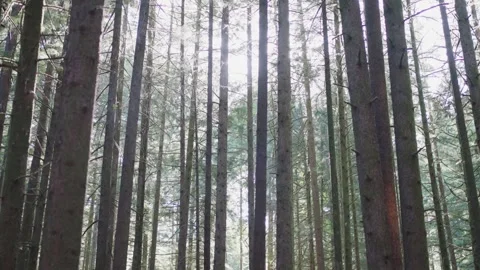 Tall Trees and Sunlight in a Dense Forest Stock Footage 255398900