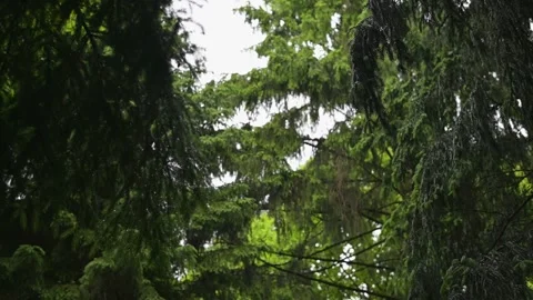 Tall trees and thick greenery in a forest setting. Different angles show the Stock Footage 339024510