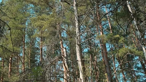 Tall trees are visible in a forested area with sunlight shining through the Stock Footage 339090278