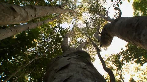 Tall trees of the Bahamas Stock Footage 10754661