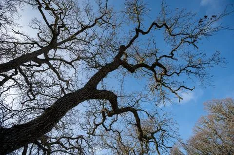 Tall trees with bare branches against a blue sky in a forest park showing Stock Photos