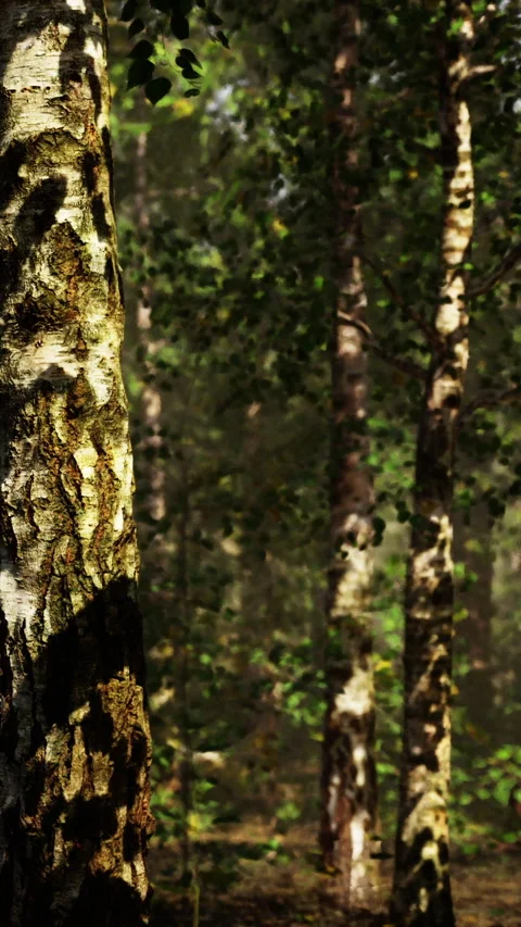 Tall trees with bark patterns in a forest during morning light Stock Footage 341968539