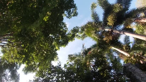 Tall Trees From Below Video stock 245536772