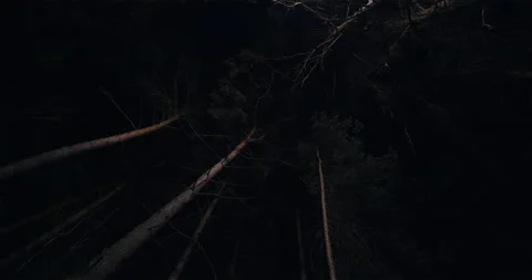 Tall Trees from below Night Stock-Footage 147110432