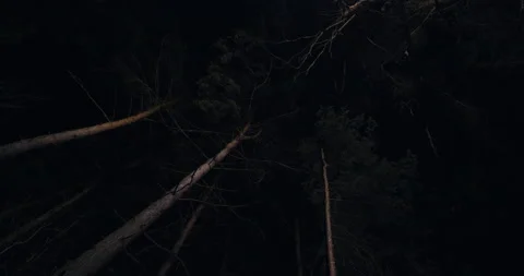 Tall Trees from below Rotating Night Stock Footage 147117029