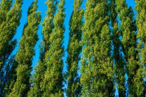 Tall trees on blue background Stock Photos
