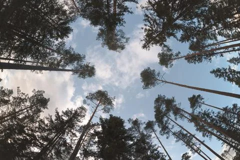 Tall trees. Bottom up view. Foto stock