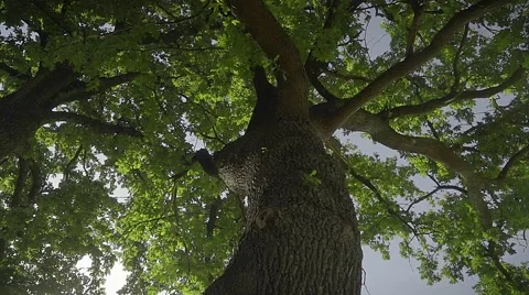 Tall trees on the brink of the forest.  Stock Footage 67756885